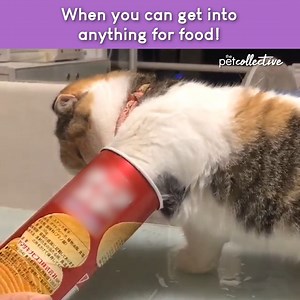 There's a saying somewhere in this about curiosity and a cat... | The Pet Collective