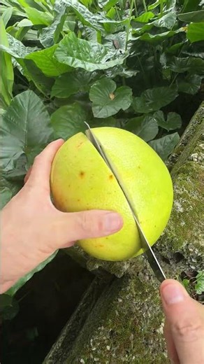 Cut Grapefruit #fruit #fruitcutting #foryou #asmr #food