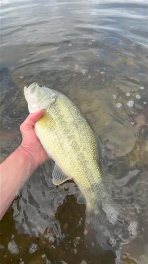 Chatter bait is the best pre spawn lure!