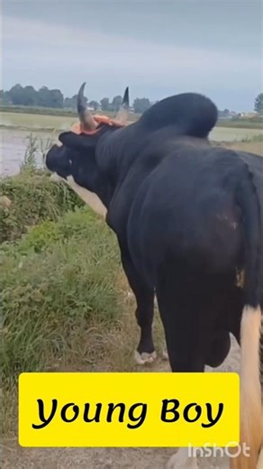 Young Bull SCREAMING