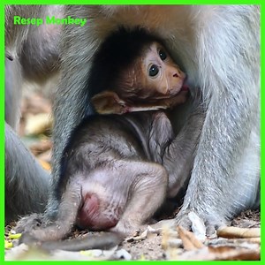 213K views · 927 reactions | Pitiful little Monkey fell off from high tree and Passed out for a while but baby and mom help!! | RESEP Monkey | Facebook