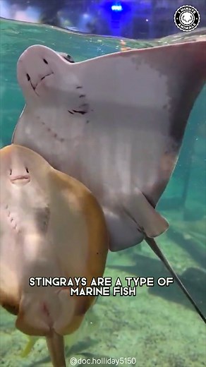 Stingray 🌊 The GLIDING Sea Pancake! This smooth, flat swimmer glides over the seafloor like it’s flying underwater. Hidden beneath the sand, it can whip its tail fast when threatened. You won’t believe how gracefully it moves in the water! #wildlife #nature #animalfacts #animalvideos | 1 Minute Animals
