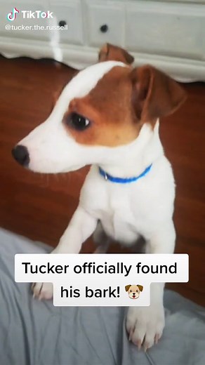 Barking the day away 🐶 #cutedog #woofwoof #jackrussellpuppy #puppytiktok #puppylife #barkatyourdog