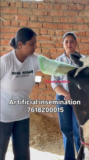 Artificial Insemination Procedure in Cattle Complete Practical Training for Beginners |