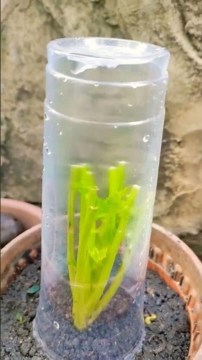 tips tanam pokok KETUMBAR guna keratan batang beli kat pasaraya