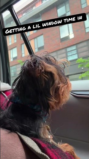 Milo said enough with the puppy fluff… it was time to reveal the face card ✨🐶✂️ #YorkieLife