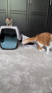 Those of you familiar with Walter will understand how glorious this footage is. 😂😂😂 | Cubby and Friends