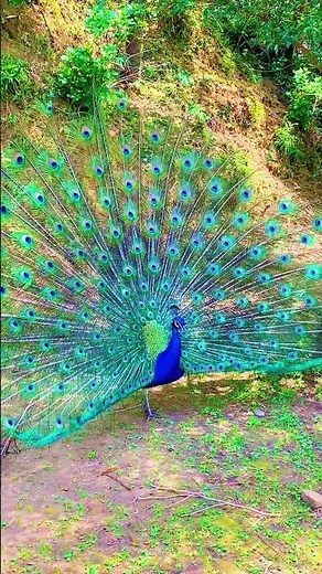 What a peacock actually sounds like 🦚🎵 #PeacockVoice #BirdFacts #NatureReal