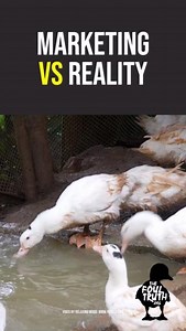 🚨 MARKETING VS REALITY 🚨 The duck industry wants you to believe that ducks live on grassy fields and swim in open water. The reality? Overcrowded sheds, no access to the outdoors, and no water to swim in, just confinement and suffering. This is the truth behind so-called 'high welfare' labels, and it’s happening across the UK. 🦆 Ducks are waterbirds, yet they're denied water deep enough even to dip their heads. This isn’t farming. It’s abuse on an industrial scale. ❌ Don’t fall for the façade