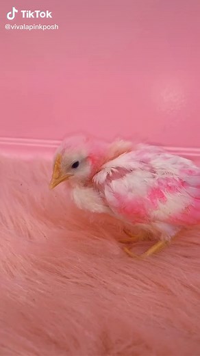 Colorful Baby Chicks: Pinky's Transformation | Pet Vlog
