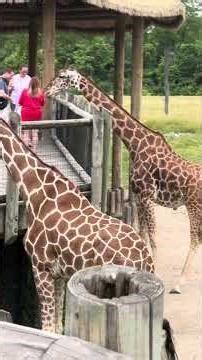 Up Close with Giraffes! Tourists Feed Majestic Giants | Columbus Zoo Experience