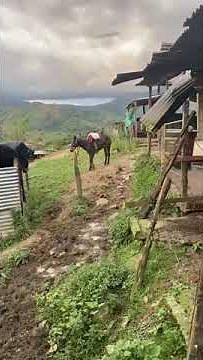 Upset Bucking Mule || ViralHog