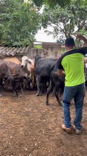 Lassoing a cow to load it onto a truck and sell it.