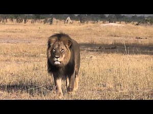 Cecil the lion in Hwange, Zimbabwe