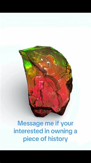 Ammolite is a rare gemstone found in southern Alberta. It has a variety of amazing brilliant colors. Would you believe this is a fossil from 70 million years ago.#ammolite #ammonites #fossil #gemstone
