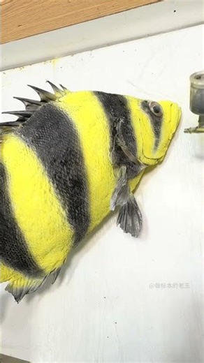 Crying Cat's Fish Obsession: Taihu Ornamental Fish Mystery