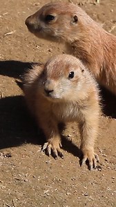 402 reactions · 21 shares | More prairie dog babies = more cute Our keepers spotted another wee pup to emerge from the burrow, making 13 babies born underground this winter. | Franklin Park Zoo | Facebook