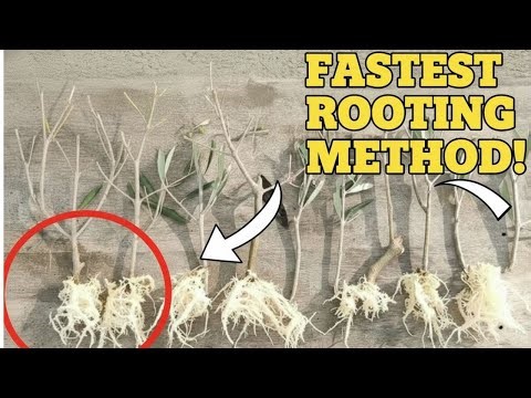 The Easiest Method to Root ANY Branch — From Cactus to Fruit Trees!