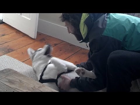Cute Husky Says "No" to the Kennel - Try Not To Laugh