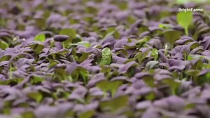 Investors plant money in indoor farms