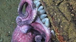 Here’s a treat for you as we approach #Halloween: A mama octopus guarding her eggs (look close – you can see the tentacles of the baby octopods!!) and some babies living their lives in an octopus nursery, seen during the #Okeanos #SeascapeAlaska 5 expedition. #OctopusFriday | NOAA Ocean Exploration