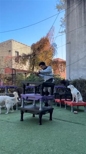The Way of the Paw  . #citydogs #nycdogtraining #pawgressisearned #thevillageyoudeserve | Doggie Dojo NYC | Facebook
