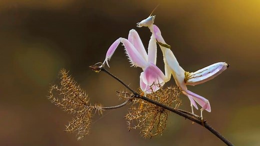 9 Orchid Mantis Facts - Fact Animal