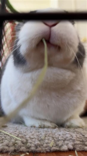 fat #bunny