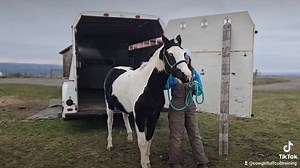 1.6K views · 100 reactions | To answer these two questions about Dally watch the video. ❤️ 1. How is she about loading and unloading? 2. Does she pick up all of her feet? #goodhorse #horses #dally #goodgirl #loading #unloading #answers #questions #watchthis | Cowgirl Tuff Colt Training | Facebook