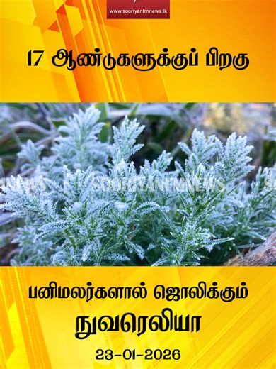 17 ஆண்டுகளுக்குப் பிறகு பனிமலர்களால் ஜொலிக்கும் நுவரெலியா! கடும் குளிருடன் வீழ்ந்த 'உறைபனி' #NuwaraEliya #climate #weather #cool #srilanka #sooriyanfmnews #TamilNews #news #highlights #lka
