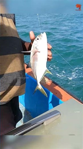 Look what prawn bait brought up — a solid Horse Eye Jack! #fishing #fishingvideo #fishingtime