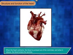 Structure and Function of the Heart - Science Class 5