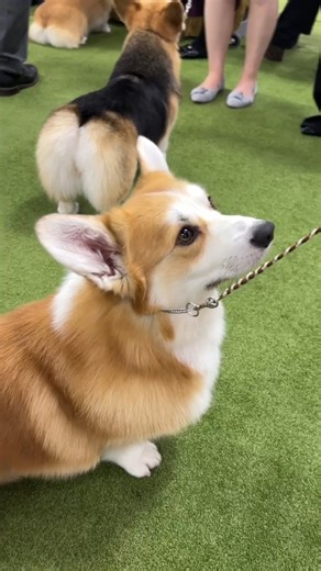 American Kennel Club on Instagram: "Can you tell the differences between the two breeds of Corgis? 🤔 Hit the link in bio to learn more about how to tell these breeds apart!"