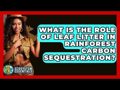 What Is The Role Of Leaf Litter In Rainforest Carbon Sequestration? - Ecosystem Essentials