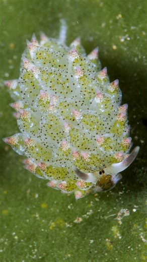 11K views · 260 reactions | Amazing Beauty, isn't it ? A tiny sea slug — Costasiella kuroshimae — feeding on the green algae  This adorable marine creature is just 5 mm long!  Filmed at a depth of 15 meters in Tulamben, Bali, Indonesia. 錄 | Matahari Tulamben Resort | Facebook