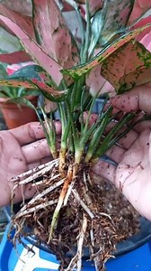 Aglaonema red luck with multiple shoot-root check🪴🌱 #plantita #garden #plants #aglaonema #highlight #everyone | France Colinares