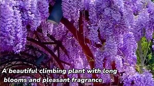 Pack 3 Purple Wisteria Live Plants, 6 to 12 Inches Tall, in Pot, Wisteria Vine Live Plants for Planting, Fragrant Wisteria Flowers