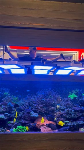 2K views · 664 reactions | These aren’t just fish, they’re David’s babies. Hand-fed in our 1200-gallon CoralVue HQ reef, and they know exactly when it’s feeding time. #CoralVue #CoralVueHQ #ReefTank #ReefAquarium #SaltwaterAquarium #ReefLife #ReefCommunity #ReefKeeping #AquariumLife | CoralVue | Facebook