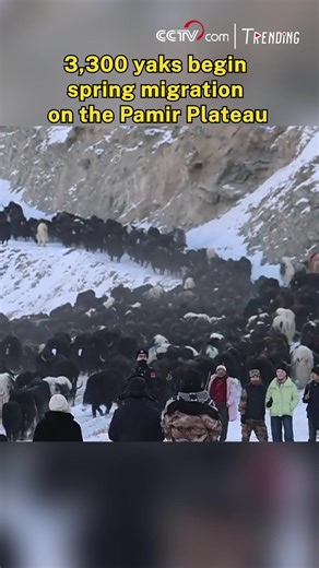 As temperatures rise, more than 3,300 yaks have begun their spring migration in Akto County, northwest China's Xinjiang Uygur Autonomous Region. Guided by herders and protected by local authorities, the herd treks 12 kilometers over three days, moving from winter pastures at 3,700 meters to spring pastures at 4,500 meters on the Pamir Plateau. #Trending | CCTV