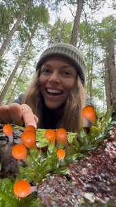 Neither plant, animal, nor fungus, this shapeshifting organism looks like fish eggs perched on fragile stalks. The Salmon Egg Slime Mold (Hemitrichia decipiens) belongs to the kingdom Amoebozoa, a group of single-celled organisms and is found all around the world! In its plasmodial stage (a mobile, jelly-like feeding phase), it moves like a living web, feeding on bacteria and organic debris. But when conditions shift, it transforms, and raises its sporangia (spore-bearing structures) which look 