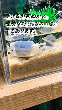 【サワガニ飼育】 青いサワガニがより美しく！（脱皮について） #サワガニ#カニ#飼育#水槽 #アクアリウム
