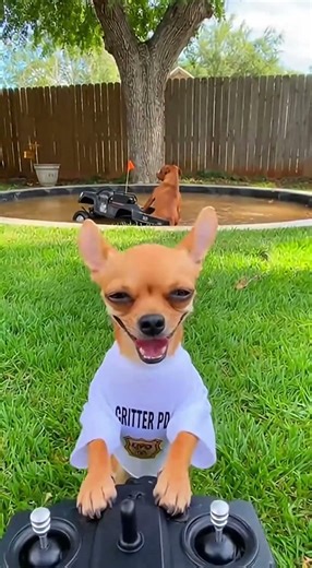 Never Let The Chihuahua Take The Wheel!