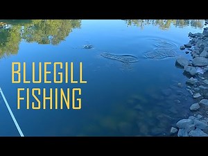 Bluegill Fishing Sacramento River w/ Red Worms and Mealworms | ITGETSREEL Episode 140