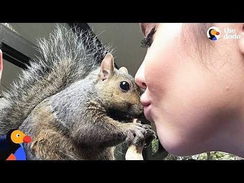 Squirrel Keeps Coming Back To Rescue Mom - GIBBY | The Dodo