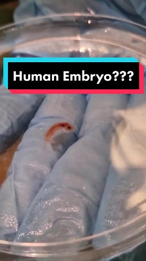 Turtle Eggsplorer | PhD on TikTok