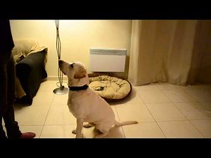 Chuck Nonoss Comment dresser son chien/chiot avec les gestes ? Démonstration