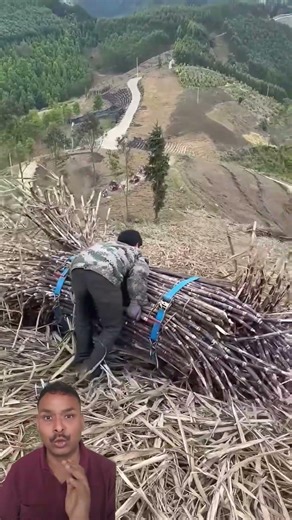 Smart Farmers Use Gravity to Move Sugarcane! 🌿😲 #shortsfeed #shorts #trending