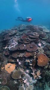Over the past few years, the Cod Hole has experienced incredible recovery from coral bleaching events and cyclone damage. The condition of this site is better than ever — proving our reef’s resilience and giving us hope for the future. 📽️: instagram.com/pablocogollos_photography | Lizard Island