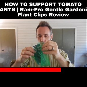 Hey Dads! Are you looking for how to support tomato plants? I found...