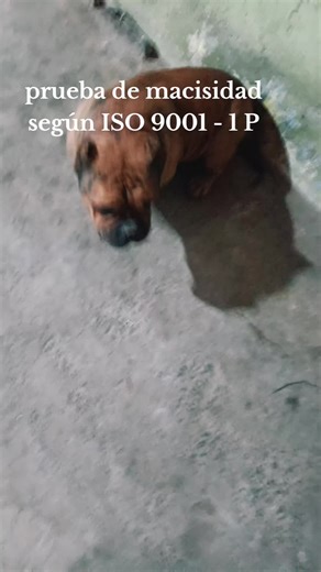 Prueba de Macisidad según ISO 9001